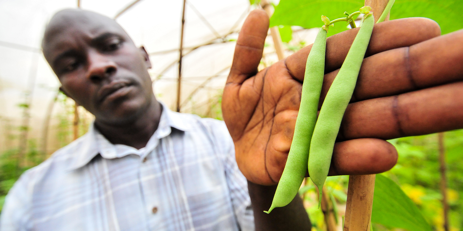 A genetic selection method helps African breeders to grow beans that are disease-resistant. (Photograph: Georgina Smith / CIAT / CC BY-NC-SA 2.0)