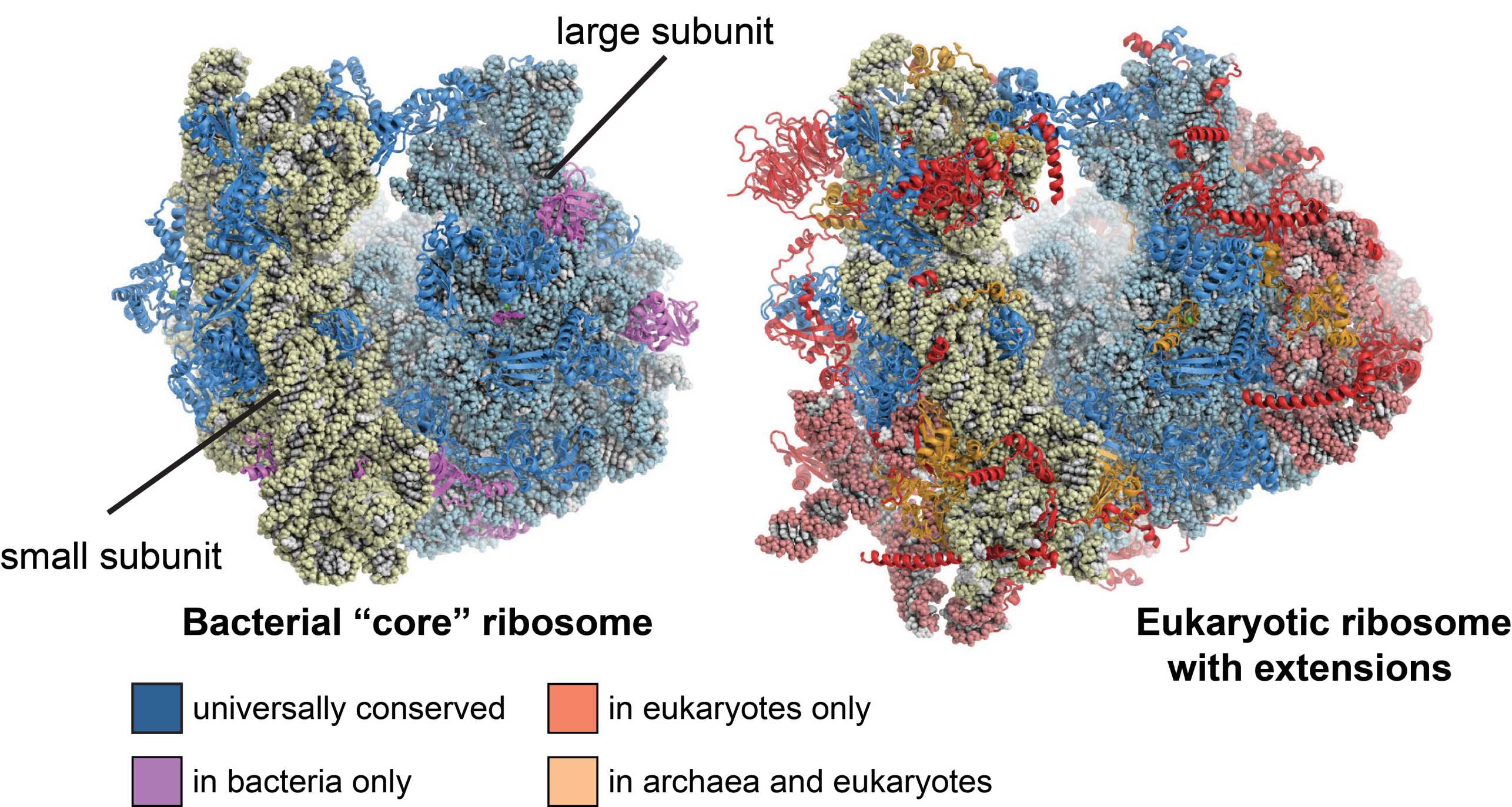 eukaryotic-cytosolic-ribosomes-the-ban-lab-eth-zurich