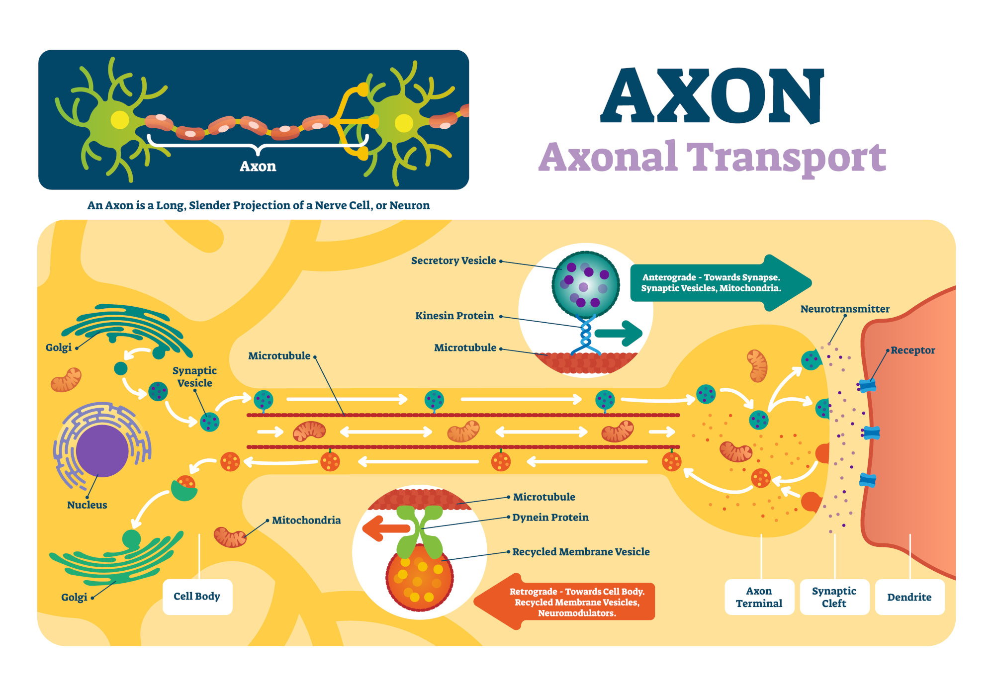 Complex illustration of the axonal transport in a vertebrate cell