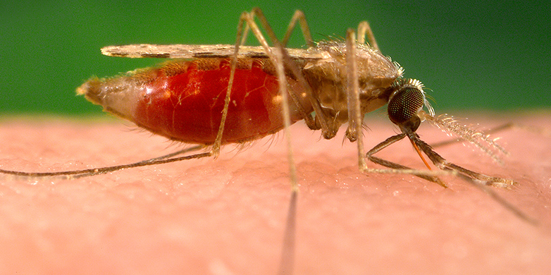 eth malaria