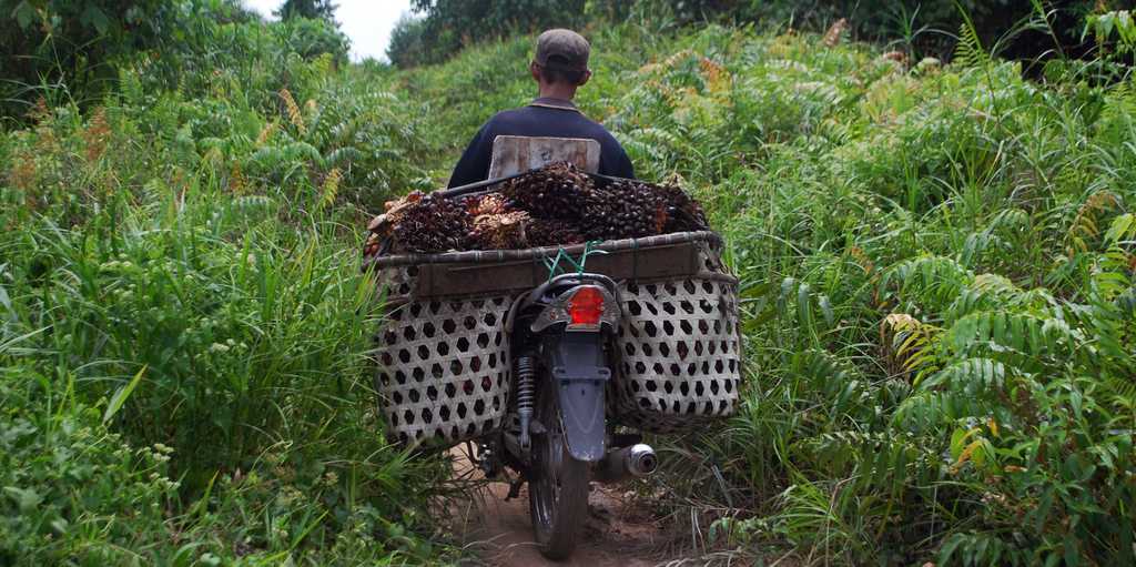 Vergrösserte Ansicht: farmer transporting oil palm seeds on a motorbike