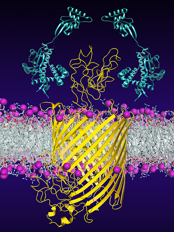 Vergrösserte Ansicht: Chaperone (hellblau) helfen beim Einbau und der Faltung des bakteriellen Membranproteins FhuA (gelb).