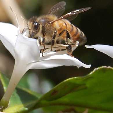 A coffee flower being pollinated by a bee. 