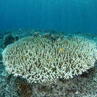 Einst farbenfrohe Korallen erbleichen, wenn die symbiotische Alge die Partnerschaft verlässt.
