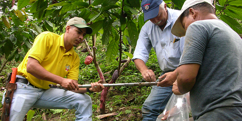 Lokale Projektmitarbeiter entnehmen rund um einen Kakaobaum eine Bodenprobe, um den Cadmium-Gehalt zu bestimmen. (Bild: Anja Gramlich / ETH Zürich)