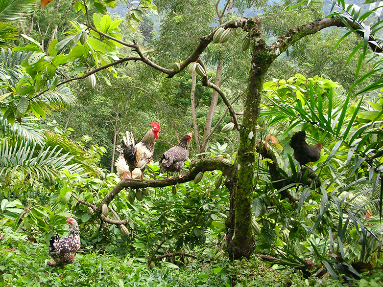 Ist auch eine Sitzstange für Hühner: Kakao wird oft von Kleinbauern in extensiver Agrarwaldwirtschaft angebaut. (alle Bilder Anja Gramlich/ETH Zürich)