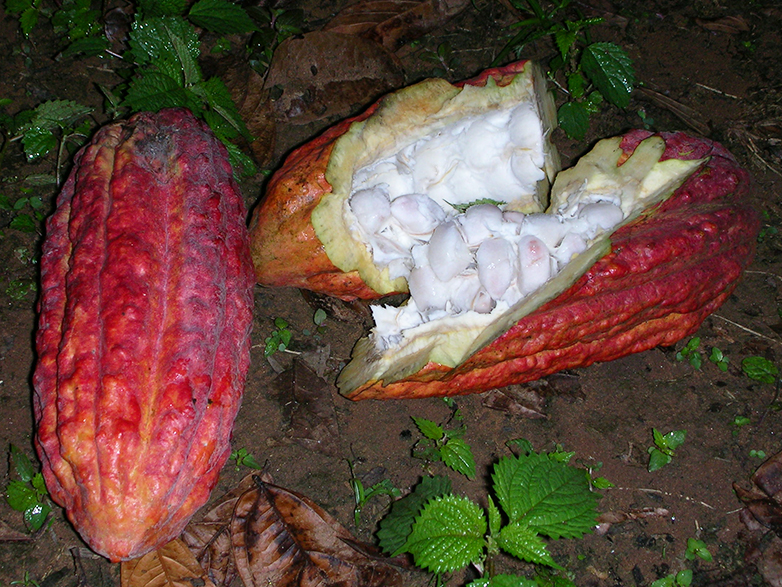 Vergrösserte Ansicht: Aufgebrochene Kakaofrucht: Die weissen Bohnen werden zu Kakao weiterverarbeitet.