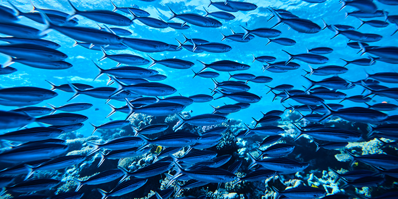 Fischschwarm in einem tropischen Meer: Wird sich die Atmosphäre um 3,5 Grad erwärmen, gehen die Bestände um fast die Hälfte zurück. (Bild: istock)