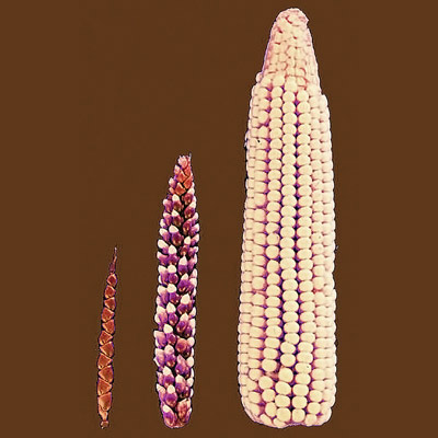 Effekt stetiger Selektion beim Mais. (Bild: Wikimedia / John Doebley)