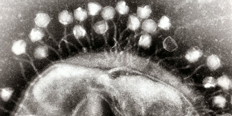 Vergrösserte Ansicht: Bakteriophage