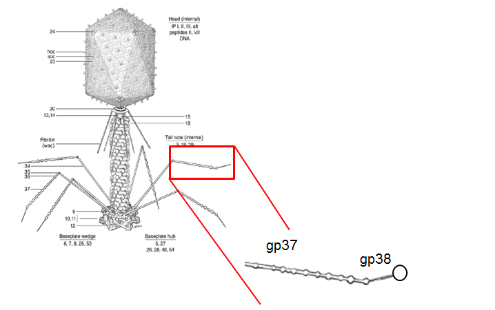 Phage S16