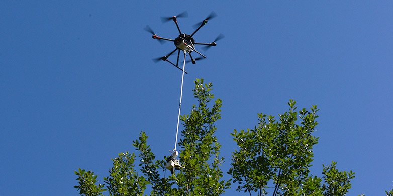 Eine Drohne mit Greifzange und Schneidwerk könnte künftig dort Zweige schneiden, wo es für Menschen zu gefährlich ist. (Bild: ETH Zürich / Peter Rüegg)