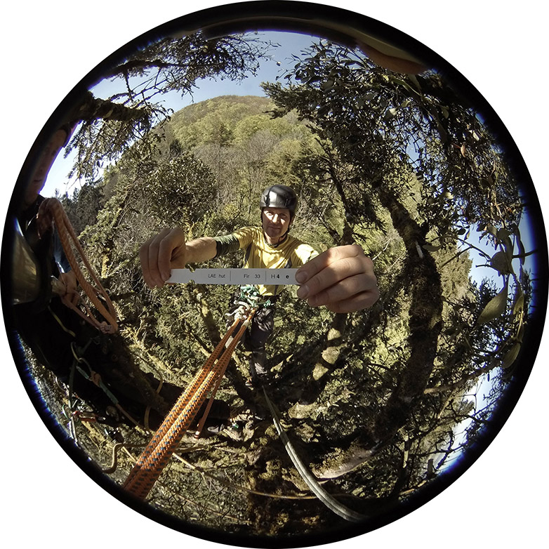 Vergrösserte Ansicht: Selfie aus luftiger Höhe: Markus Gysin sammelt von einer Tanne einen Zweig. (Foto: Astwerk)