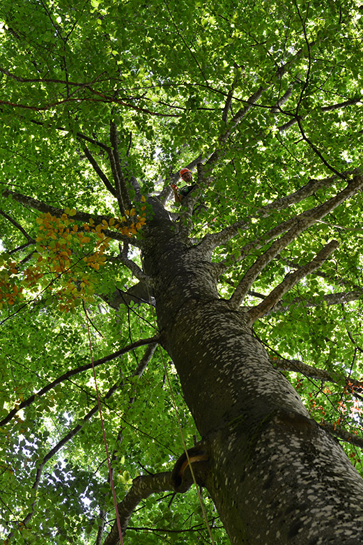 Vergrösserte Ansicht: Baumdilemma: Wo soll der Baum Blätter ausbilden und mit Stickstoff versorgen, um das verfügbare Licht möglichst optimal auszunutzen? (Bild: ETH Zürich)