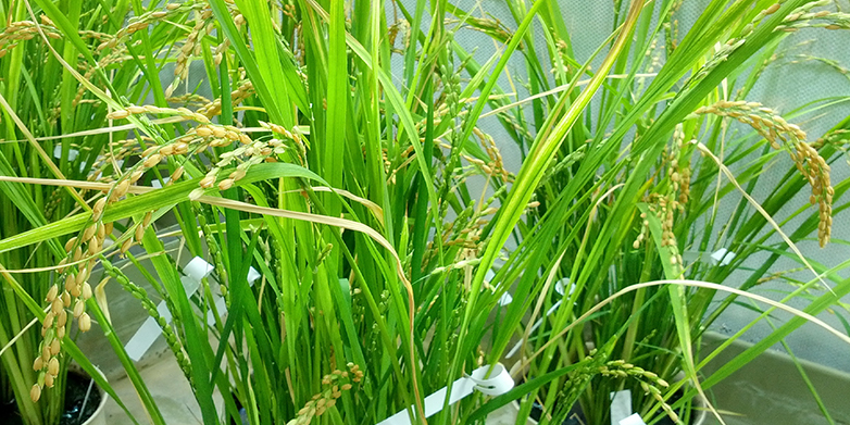 Die neue Reislinie im Gewächshaus kann in Zukunft Reiskonsumenten mit drei lebenswichtigen Spurenelementen und Nährstoffen versorgen. (Bild: ETH Zürich / zVg Navreet Bhullar)