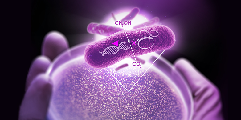 Die von den ETH-Forschenden untersuchten Bakterien können Methanol (chemisch: CH<sub>3</sub>OH) als Kohlenstoffquelle nutzen. (Grafik: ETH Zürich)