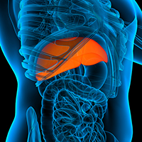 Leber / liver (www.colourbox.com)