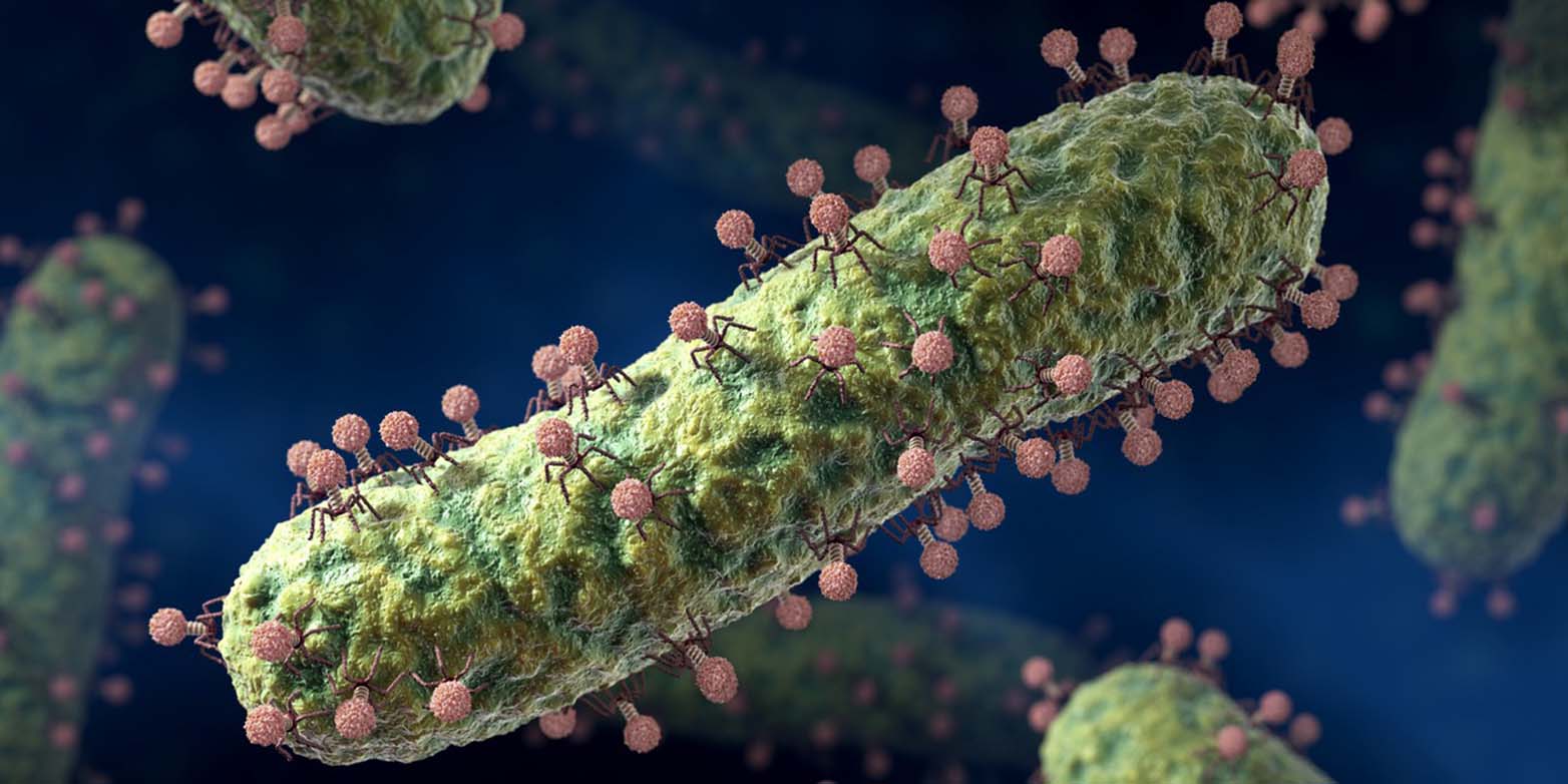 Vergrösserte Ansicht: Bakteriophagen attackieren eine E.coli-Zelle. (Bild: Keystone/Science Photo Library/David Mack)