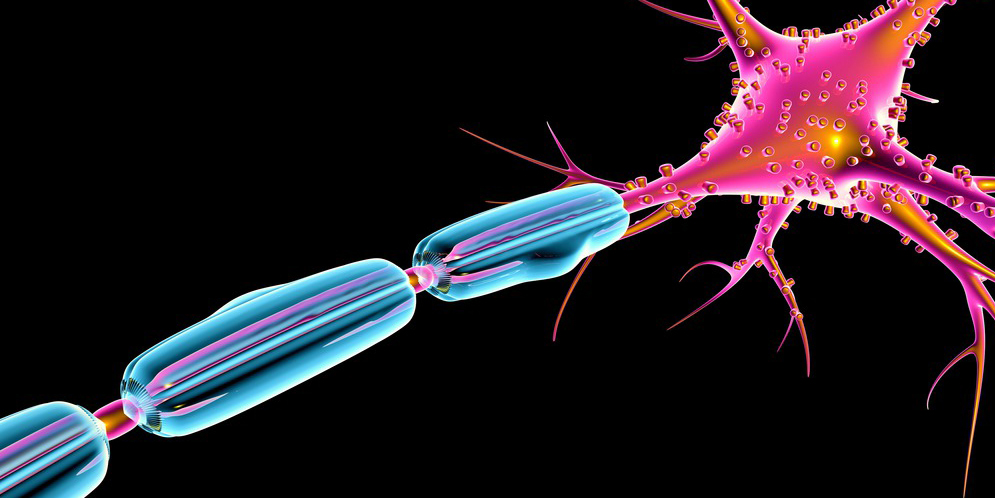 Vergrösserte Ansicht: Schwann-Zellen bauen die blaue Isolationsschicht einer Nervenfaser auf. Fehlt diesen Zellen ein bestimmtes Enzym, ist die Isolation mangelhaft. (Grafik: Alfred Pasieka / Science Photo Library / Keystone)