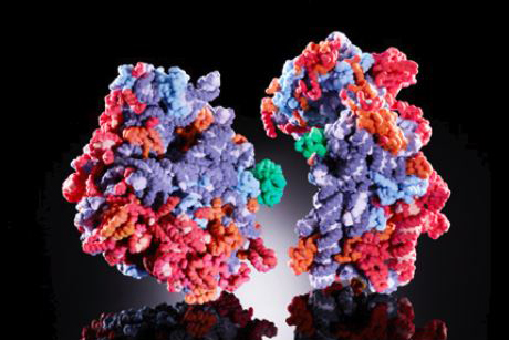 3D-Modell eines eukaryotischen Ribosoms. Es besteht aus zwei Untereinheiten, die ihrerseits aus mehreren Dutzend kleineren Molekülen zusammengesetzt sind. (Bild: Katharina Bohm und Felix Voigts-Hoffmann / ETH Zürich)