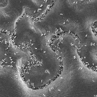 Mikroben auf Blattoberfläche