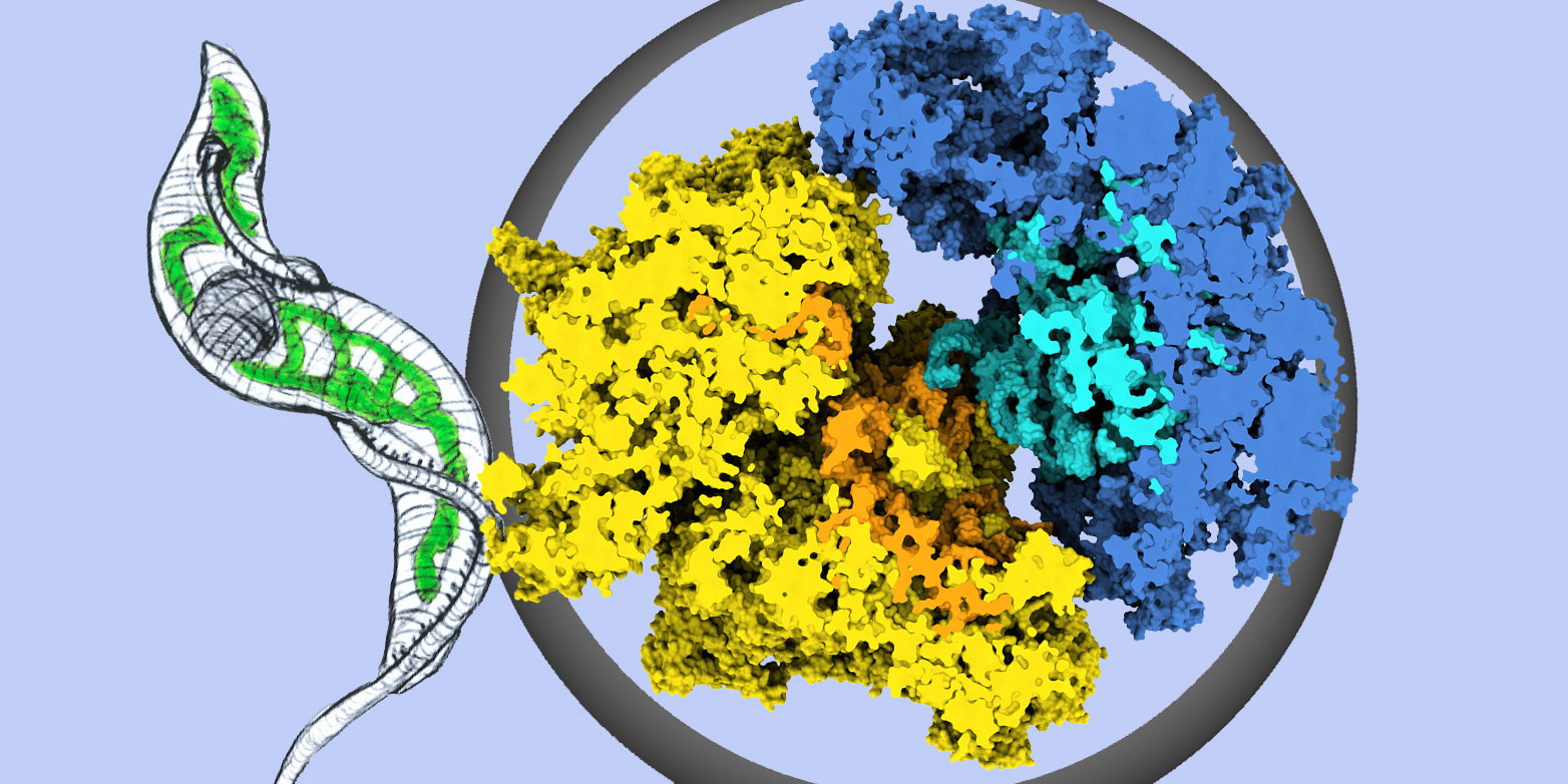 Vergrösserte Ansicht: Struktur des Ribosoms aus Mitochondrien des Schlafkrankheitserregers <i>Trypanosoma brucei</i>. Gelb: Proteine der grossen Untereinheit. Orange: RNA-Moleküle der kleinen Untereinheit. Dunkelblau: Proteine der grossen Grosse Untereinheit. Hellblau: RNA-Moleküle der grossen Untereinheit (Grafik: Gruppe Prof. Nenad Ban / ETH Zürich)