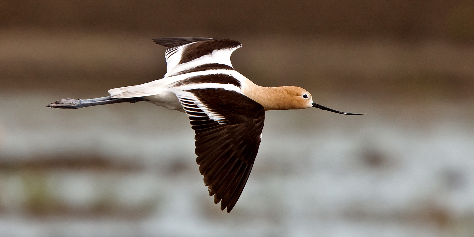 Amerikanischer Säbelschnäbler im Landeanflug: Die unzähligen Seen der High Plains sind ein Vogelparadies. (Bild: Colourbox)