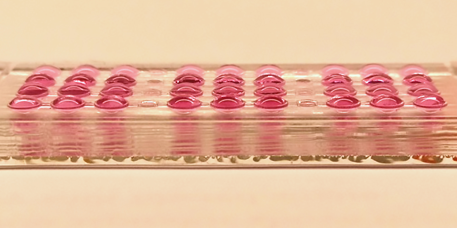 Ein Chip mit vier Reihen des neuen Embryotoxizitätstests