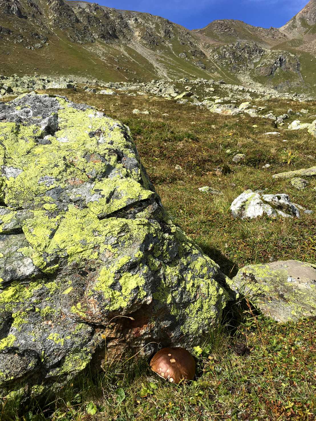 Ein besonders schöner Steinpilz gedeiht im Schutz eines Felsens. (alle Bilder: Artemis Treindl/ETH Zürich)
