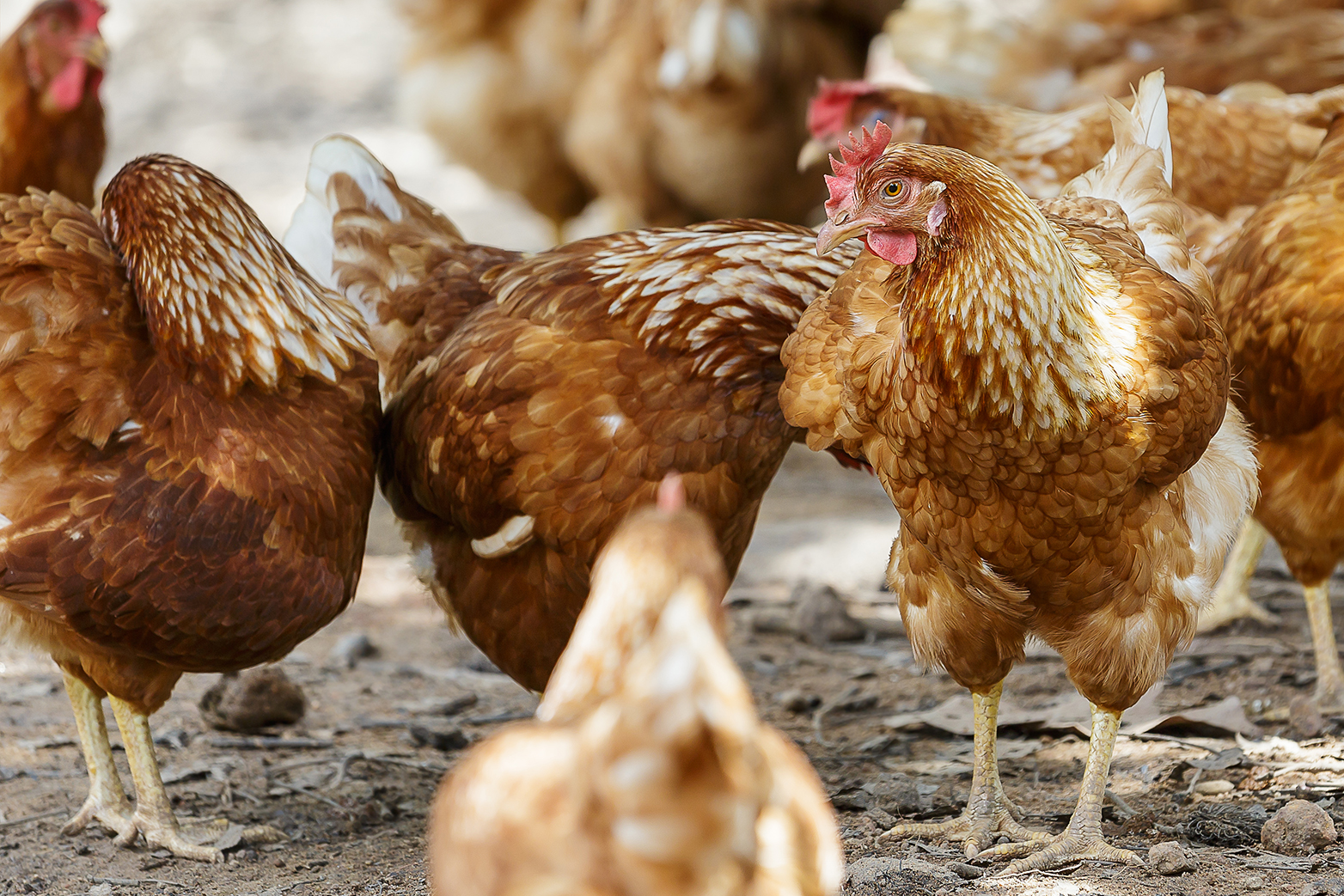 Mitnichten glückliche Hühner: Antibiotikaresistenzen sind auch in der Geflügelhaltung auf dem Vormarsch. (Bild: Colourbox)
