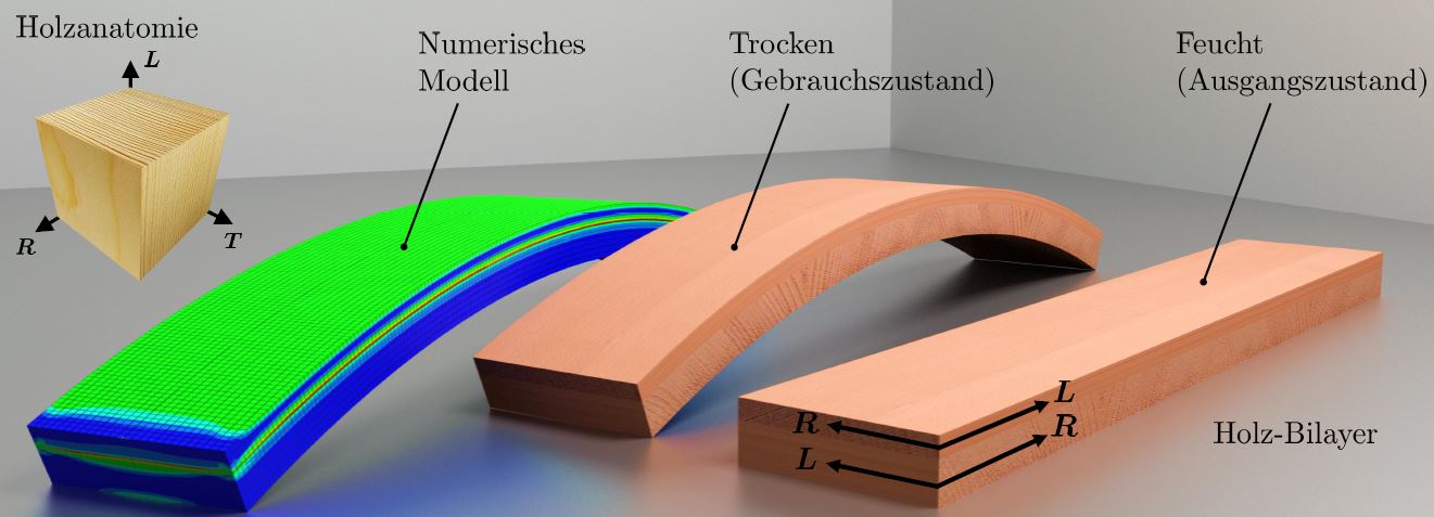 Vergrösserte Ansicht: Die Grafik zeigt die Verformung eines Holz-Bilayers während der Trocknung.