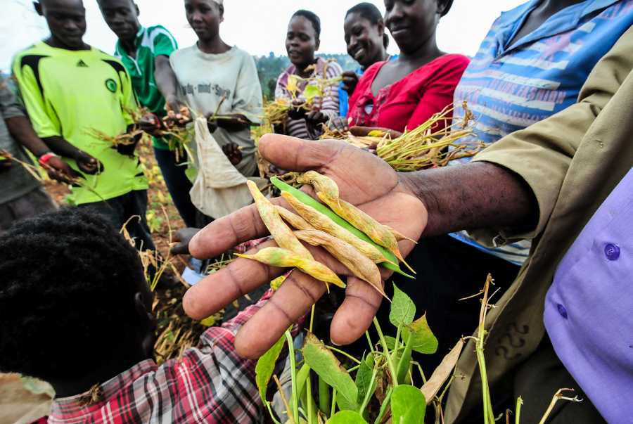 In weiten Teilen Afrikas sind Bohnen das Grundnahrungsmittel. (Bild: Georgina Smith / CIAT)
