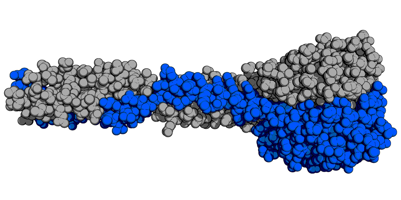 Vergrösserte Ansicht: So sieht das natürliche Rezeptorbindeprotein der PSA-Phage aus. (Illustration: M. Dunne/ETH Zürich)