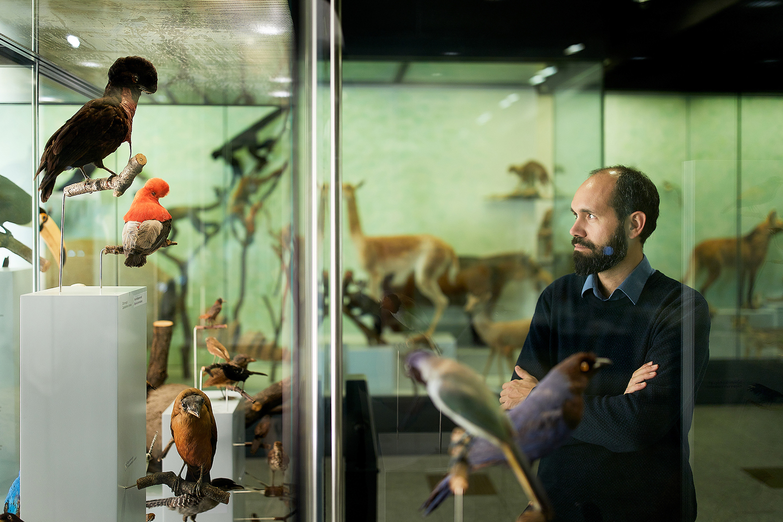 Besucht naturwissenschaftliche Sammlungen, um einem Schweizer Naturforscher auf die Spur zu kommen: Tomas Bartoletti betrachtet ausgestopfte Vögel aus Südamerika. (Foto: partners in GmbH - Stefan Weiss)