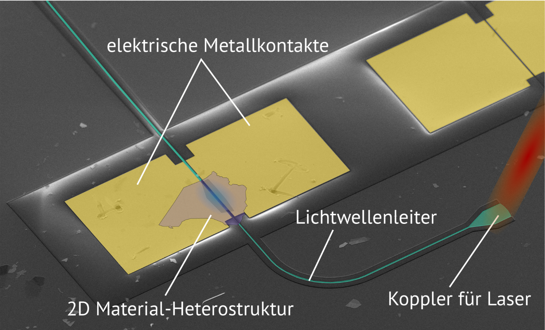 Vergrösserte Ansicht: Der ETH-Lichtdetektor unter dem Elektronenmikroskop. Gut zu sehen sind die dünne Lage der zweidimensionalen Heterostruktur, der Lichtwellenleiter und die Metallkontakte, über die das Signal des Detektors ausgelesen wird. (Visualisierung: ETH Zürich)