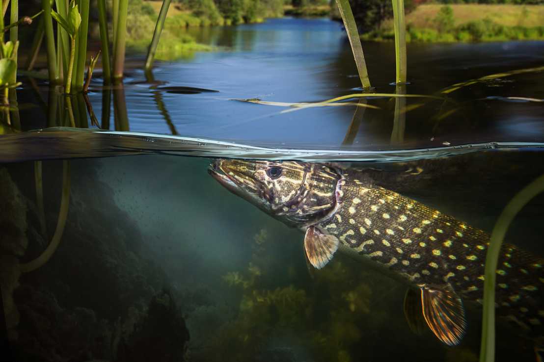 Vergrösserte Ansicht: Der Hecht ist ein markanter Vertreter der Süsswasserfische. (Bild: iStock)