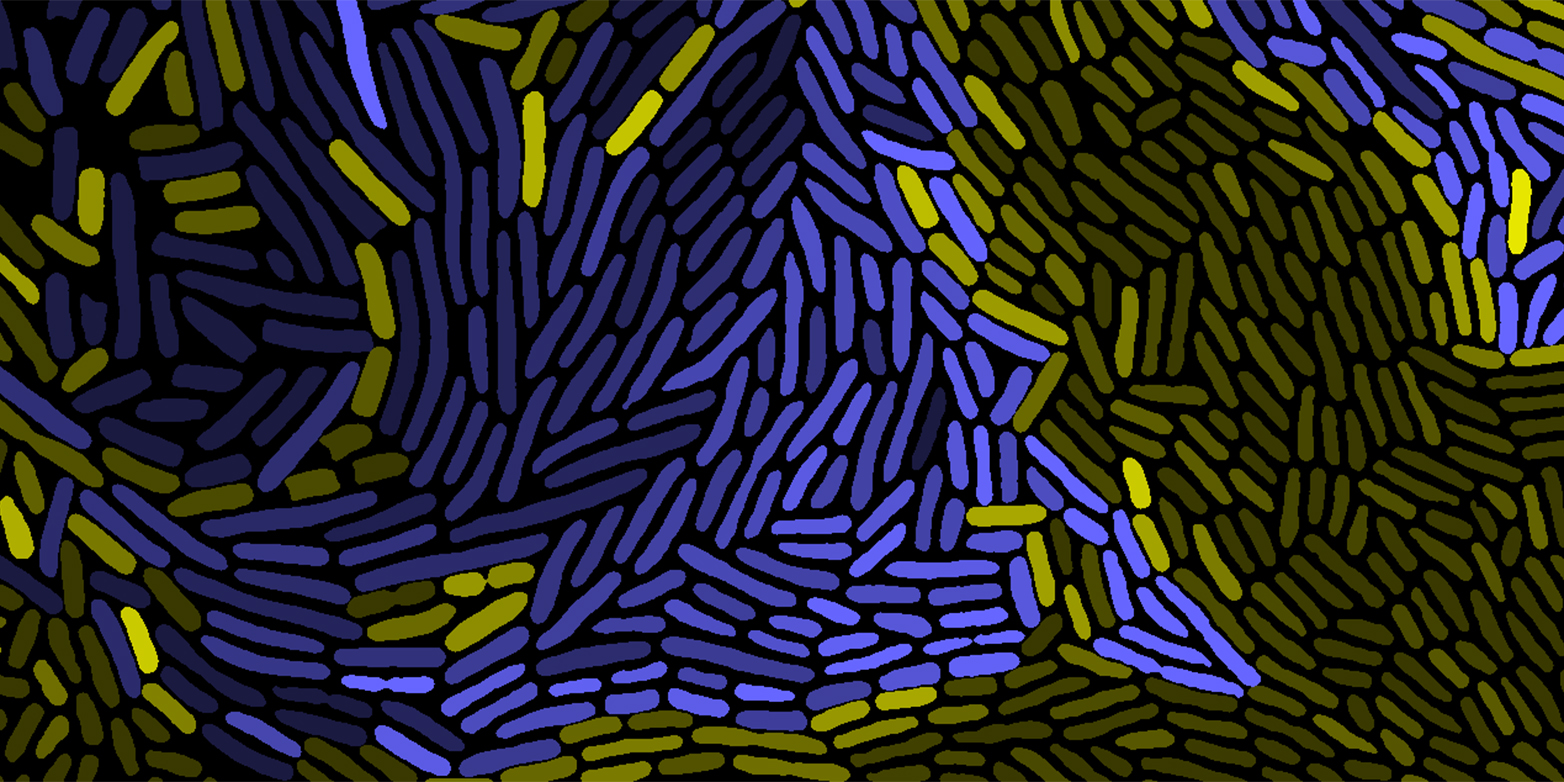 Mithilfe von Mikroskopiebildern können Forschende untersuchen, wie Bakterienstämme (gelb, blau) miteinander interagieren. Hell eingefärbte Bakterien wachsen schneller, da sie vom anderen Stamm wachstumsfördernde Aminosäuren erhalten.