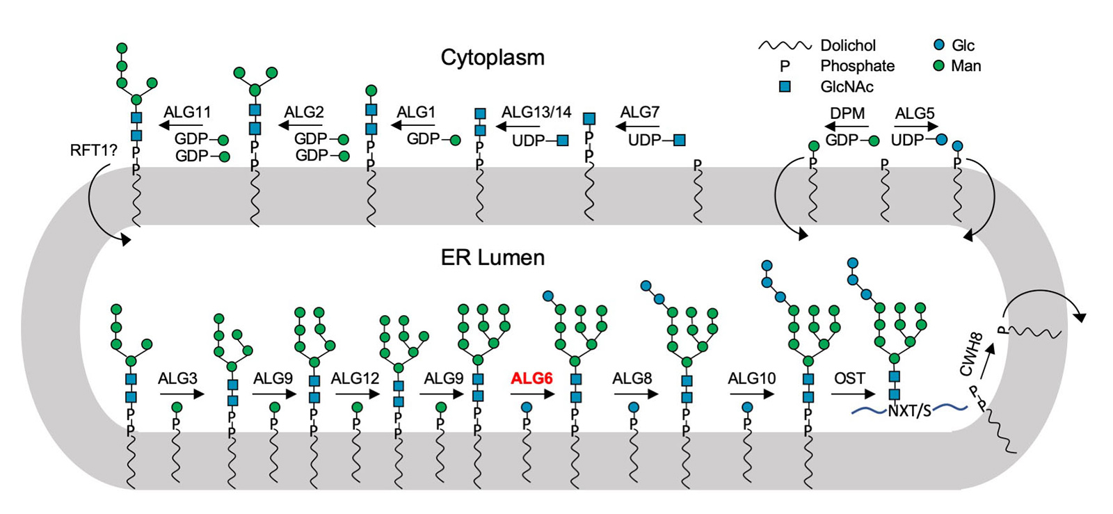 Schema des Biosynthesewegs für Lipid-gebundene Oligosaccharide. Enzymnamen werden oberhalb der Reaktionspfeile beschrieben, die benötigten Substrate darunter. ALG6 ist in roter Schrift hervorgehoben. (Grafik: ETH Zürich / Joël Bloch)