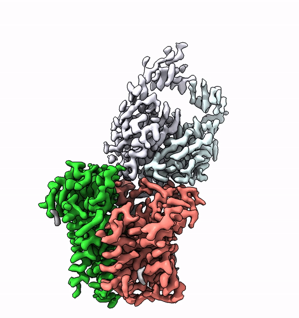 Das Enzym ALG6 besteht aus einem strukturell konservierten (grün) und einem strukturell variablen (rot) Modul. Der Antikörper, der an das Enzym bindet (lila, türkis), ermöglichte dessen Analyse mittels Kryo-​EM. (Grafik: ETH Zürich / Joël Bloch)