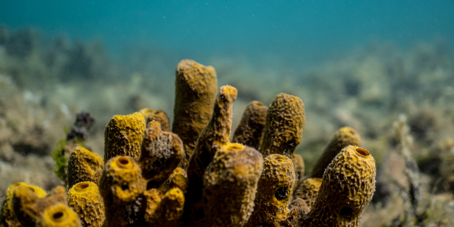Ein gelber Meeresschwamm, der mit Mikroorganismen in Symbiose lebt.