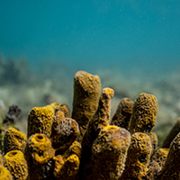 Ein gelber Meeresschwamm, der mit Mikroorganismen in Symbiose lebt.
