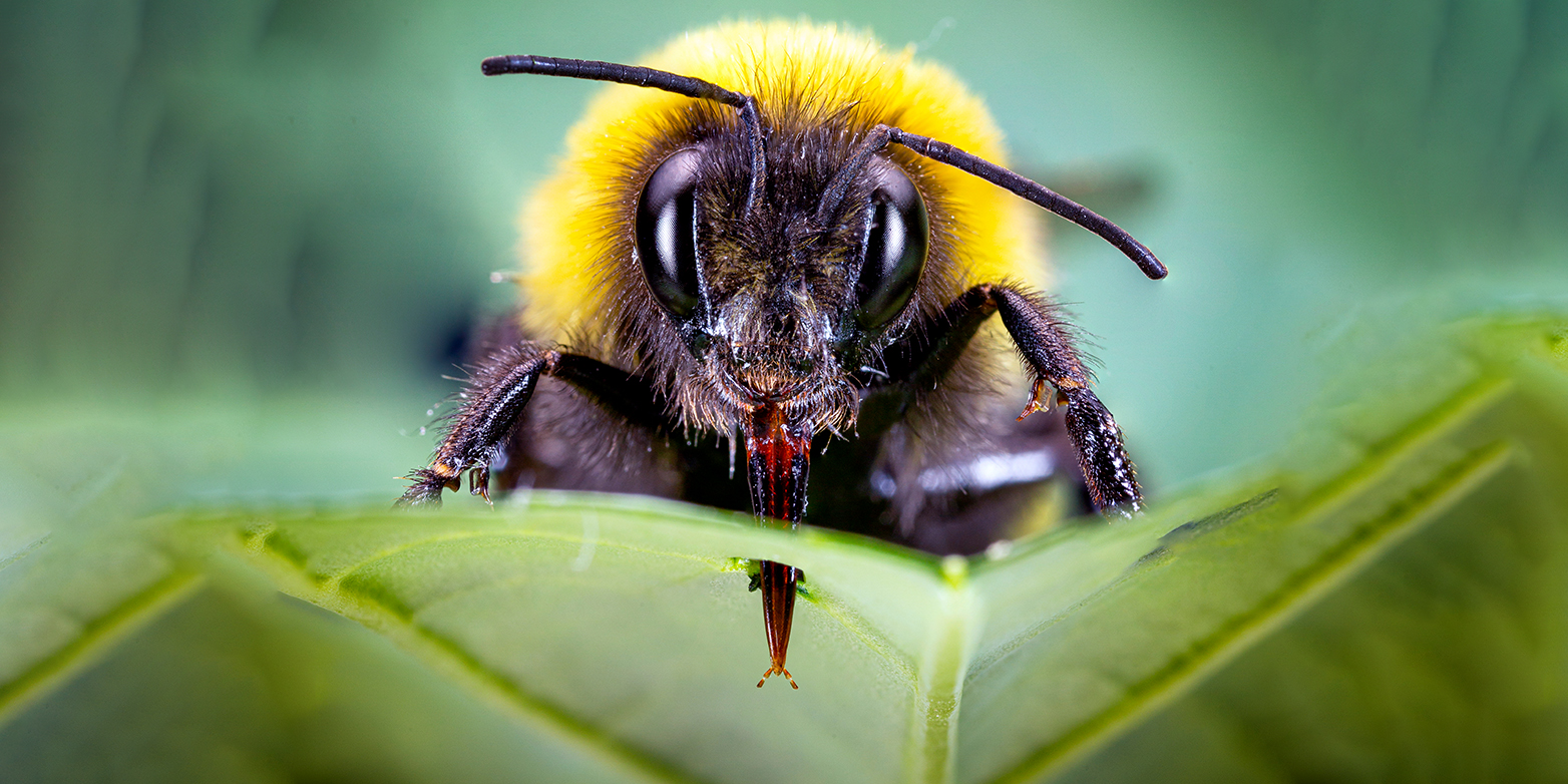 Hummel beißt oder 2025 sticht