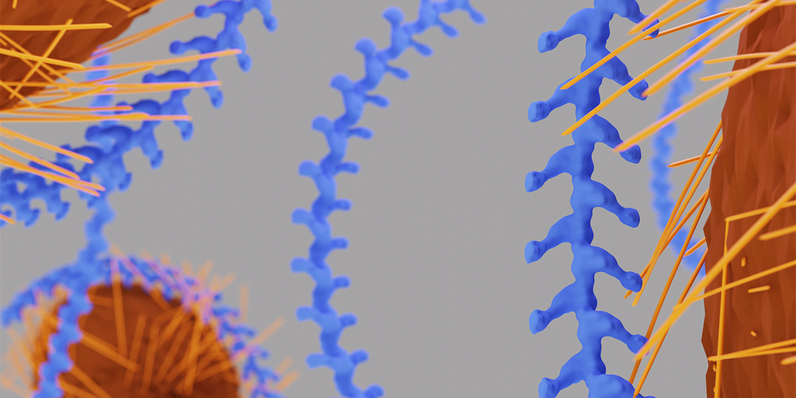 Vergrösserte Ansicht: In grösserem Massstab wird sichtbar, wie die Uromodulin-Filamente (blau) ein E.coli-Bakterium einhüllen und so verhindern, dass der Erreger mit seinen Pili an die Zellwände im Harntrakt andocken. (Grafik: Dawid Zyla &nbsp;/ ETH Zürich)&nbsp;