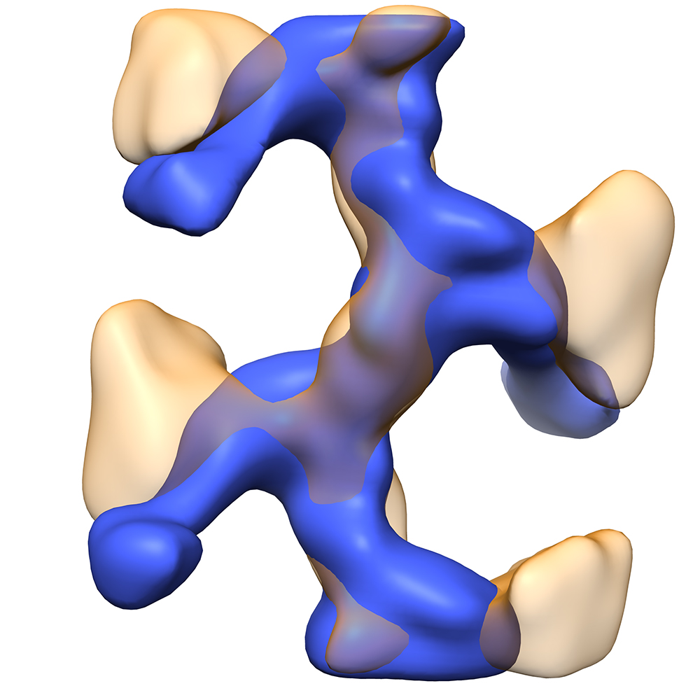 Vergrösserte Ansicht: Das Uromodulin ordnet sich zu leiterartigen Filamenten (blau). Jede Sprosse entspricht einem Proteinmolekül. In orange ist ausserdem das gebundene E. coli-Protein FimH sichtbar, das die Spitze der Bakterien-Pili bildet. (Grafik: G. Weiss / ETH Zürich)