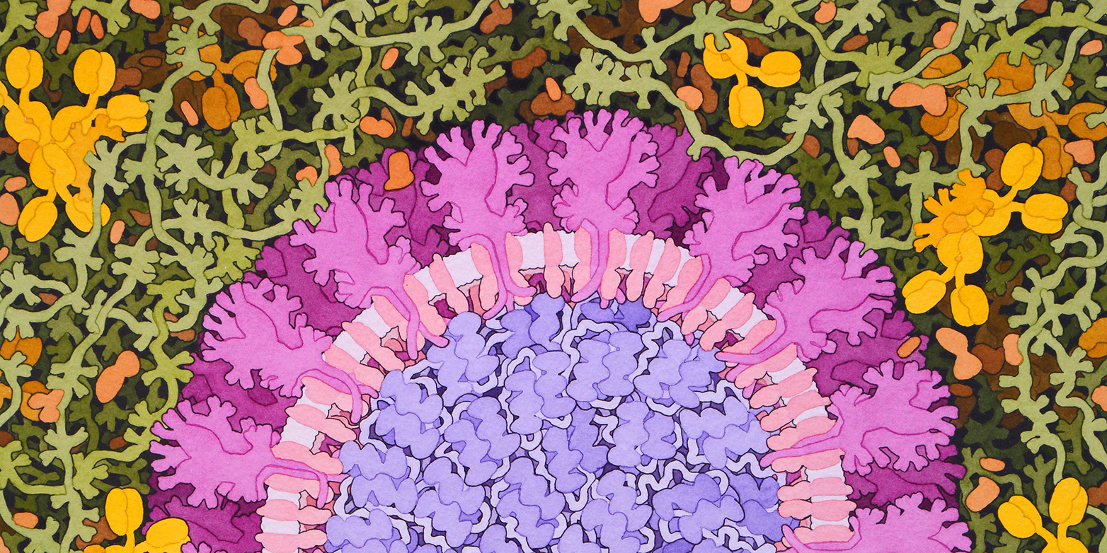 Coronavirus-Variante
