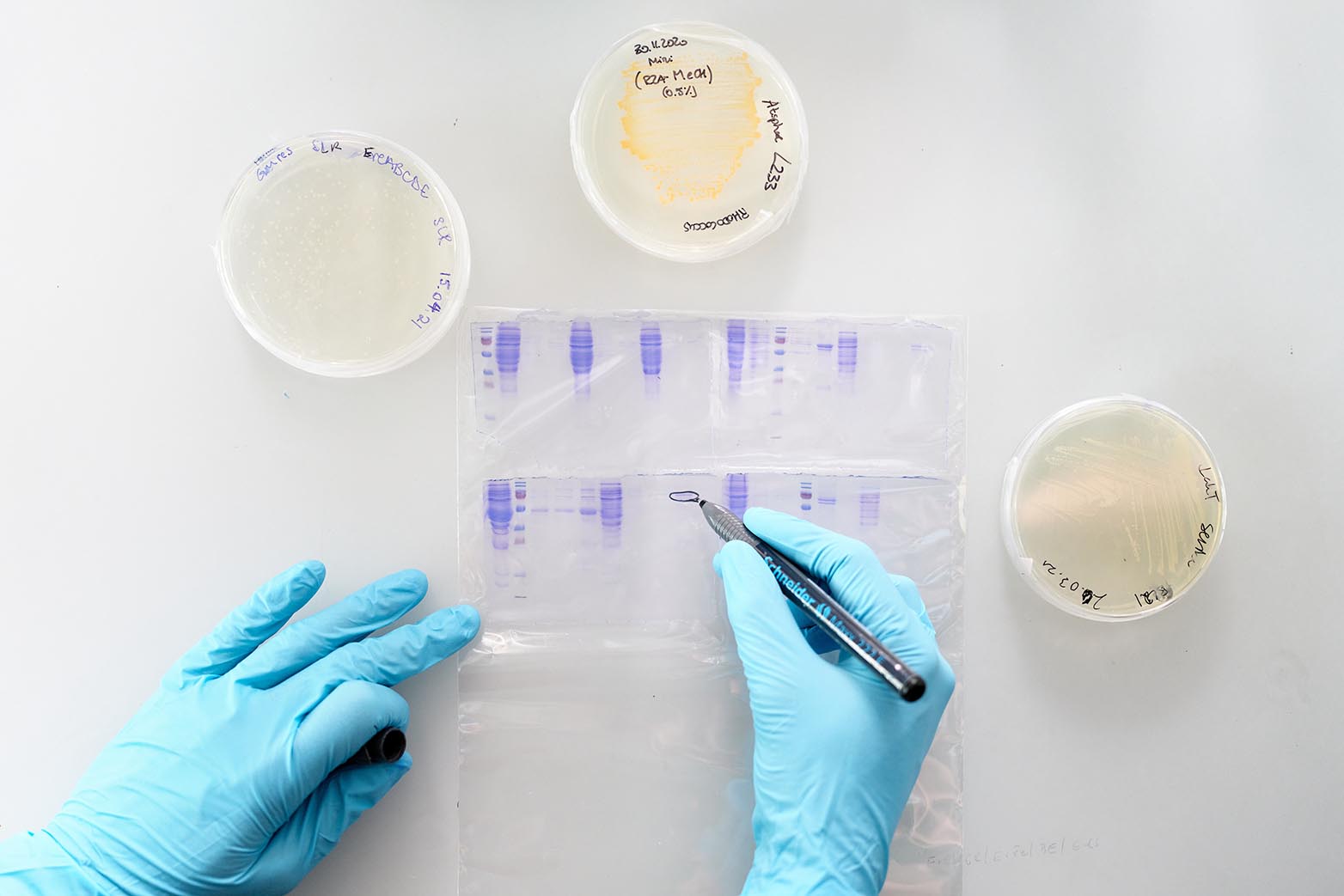 Auswertung von Protein-Gels aus Petrischalen