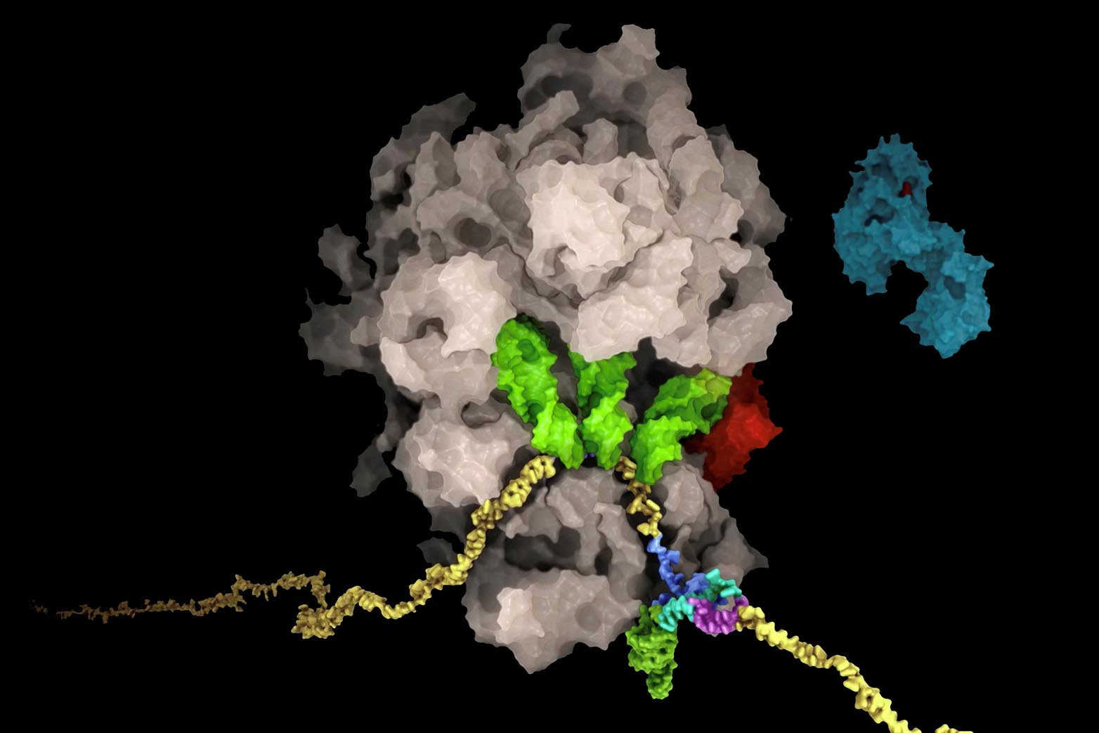 Die RNA (gelb) des SARS-​CoV-2-Virus bildet eine knotige Struktur (mehrfarbig, unten rechts), die zu einer Verschiebung des Leserasters des Ribosoms (braun) führt. Auf diese Weise steuert die virale RNA die Produktionsmengen der viralen Proteine. (Grafik: Said Sannuga, Cellscape.co.uk / ETH Zürich, The Ban Lab)