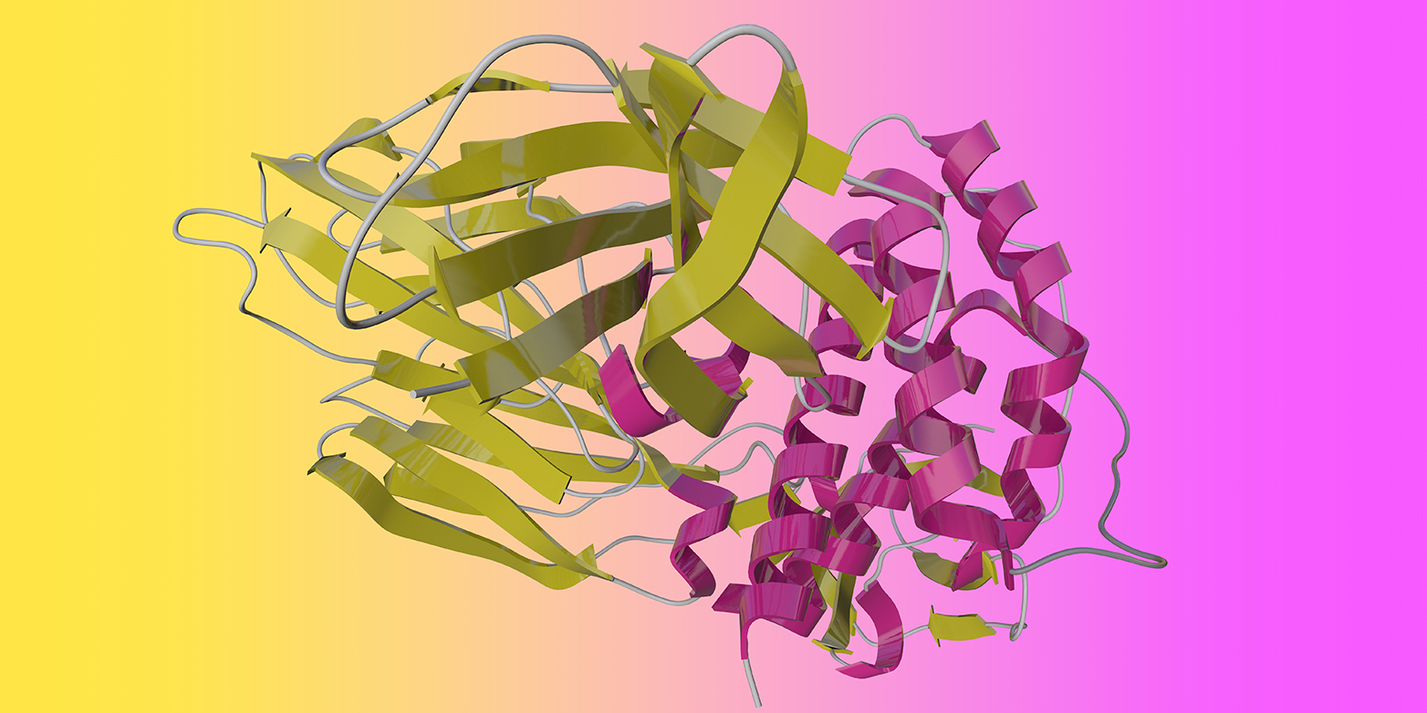Proteine sind fadenförmige Moleküle, die sich zu einer bestimmten dreidimensionalen Form zusammenlagern. (Grafik: Shutterstock)