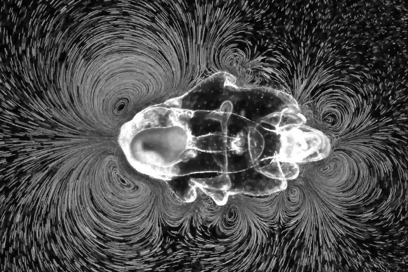Je nach dem, ob sie schwimmt oder frisst, erzeugt die Seesternlarve unterschiedliche Wirbel. (Bild: Prakash Lab, Stanford University)