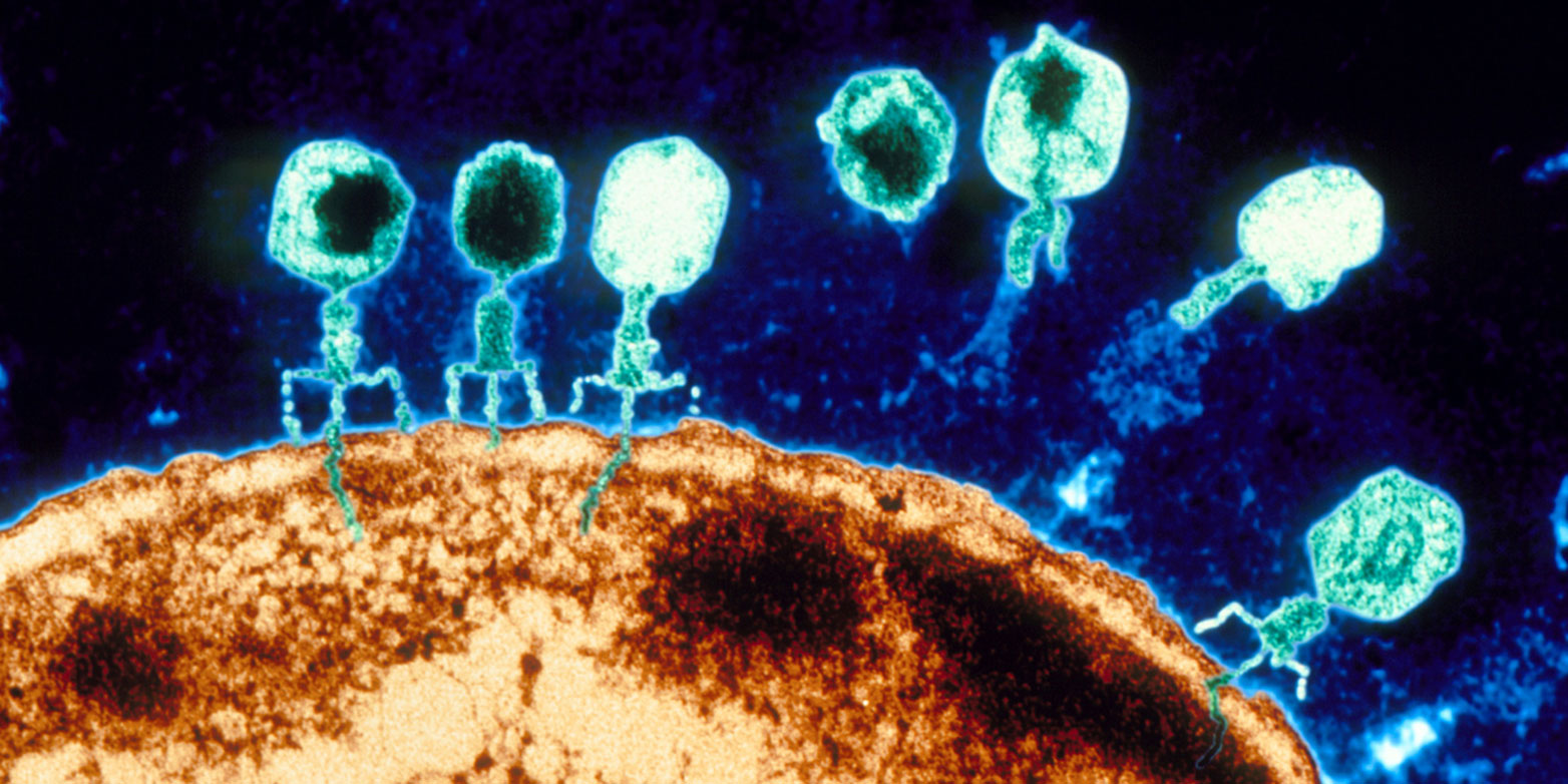 Eine Aufnahme mit dem Elektronenmikroskop zeigt, wie sich Phagen an eine Bakterienzelle heften und ihr Erbgut ins Zellinnere injizieren. (Bild: Keystone-​SDA)